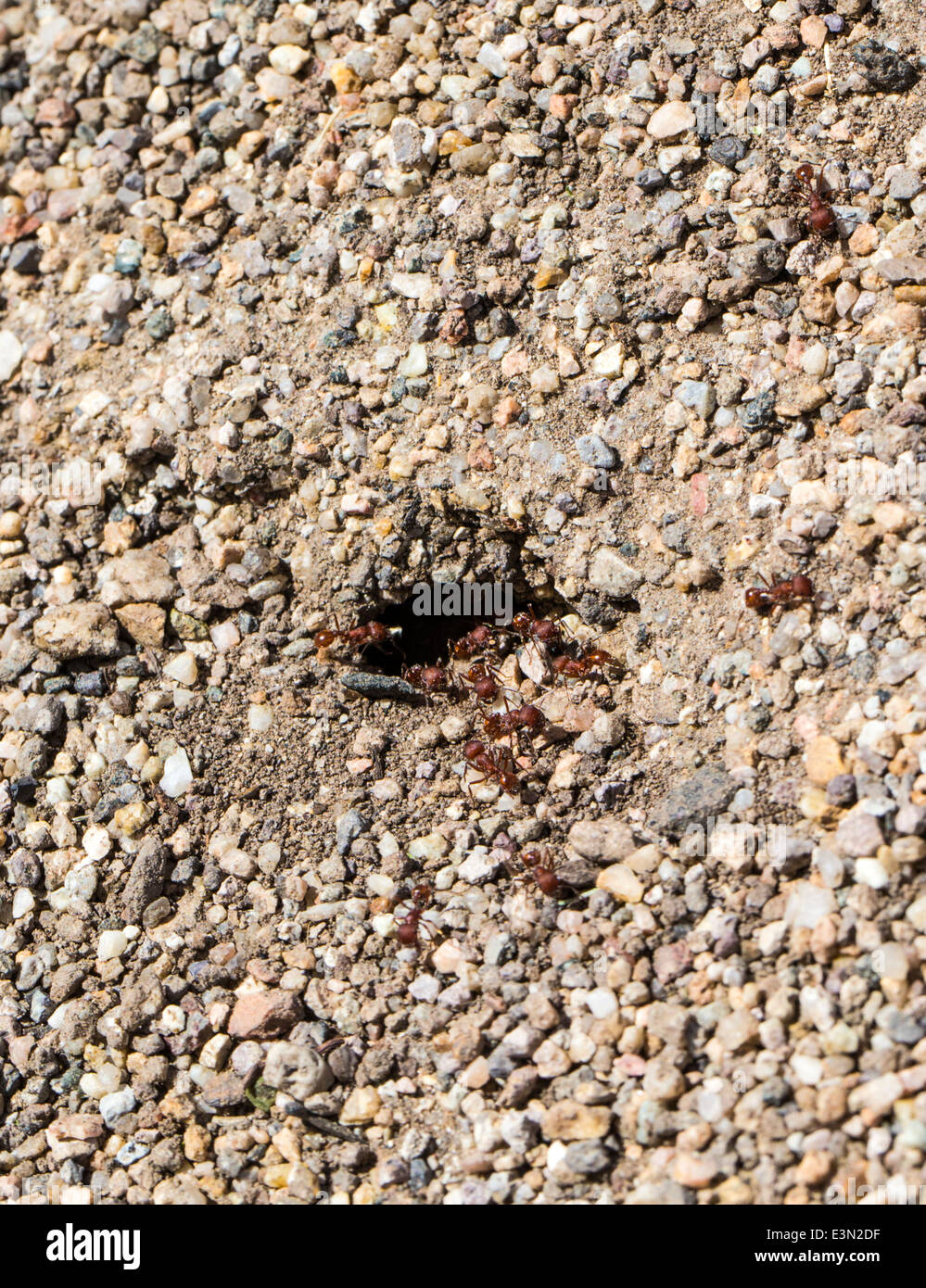 Sensazioni puntorie formiche; rosso; formiche Solenopsis; scavare nel terreno Foto Stock
