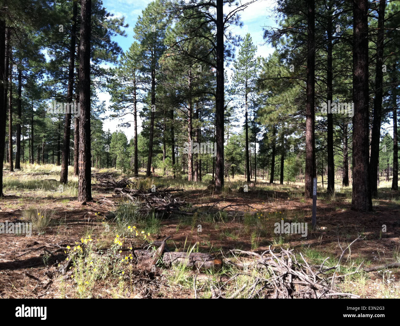 Logging Mountain area Temporary Road è un percorso a breve termine stabilito per scopi di disboscamento. Questa strada è stata costruita per consentire l'accesso all'area boschiva, favorendo l'estrazione e la gestione del legname. Foto Stock