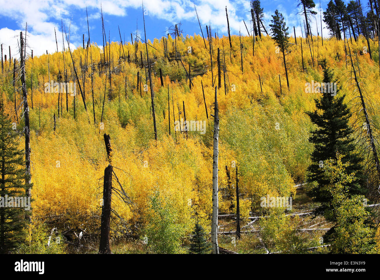 Gli alberi di pioppo si rigenerano in seguito all'incendio dell'outlet del 2013 nella foresta nazionale di Kaibab, dimostrando il recupero naturale e la successione delle foreste post-incendio. Foto Stock