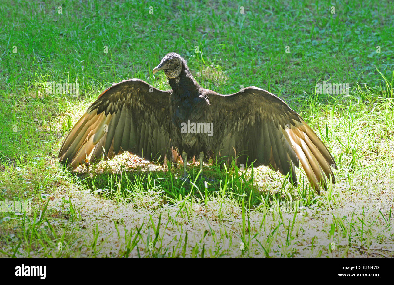 Un avvoltoio nero prende il sole Foto Stock