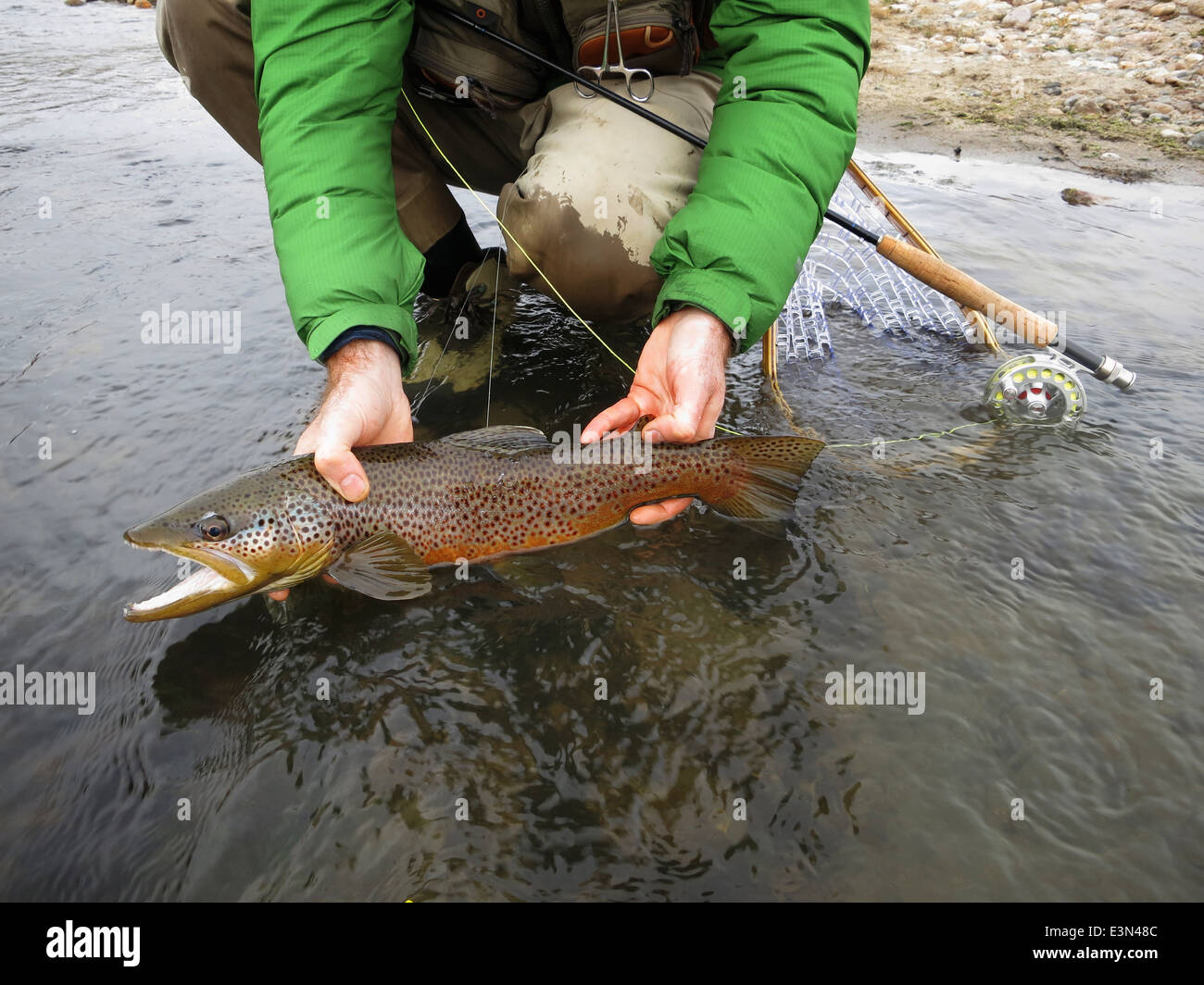 Trota fario catturati durante la pesca con la mosca sul North Platte River in Wyoming, STATI UNITI D'AMERICA. Foto Stock