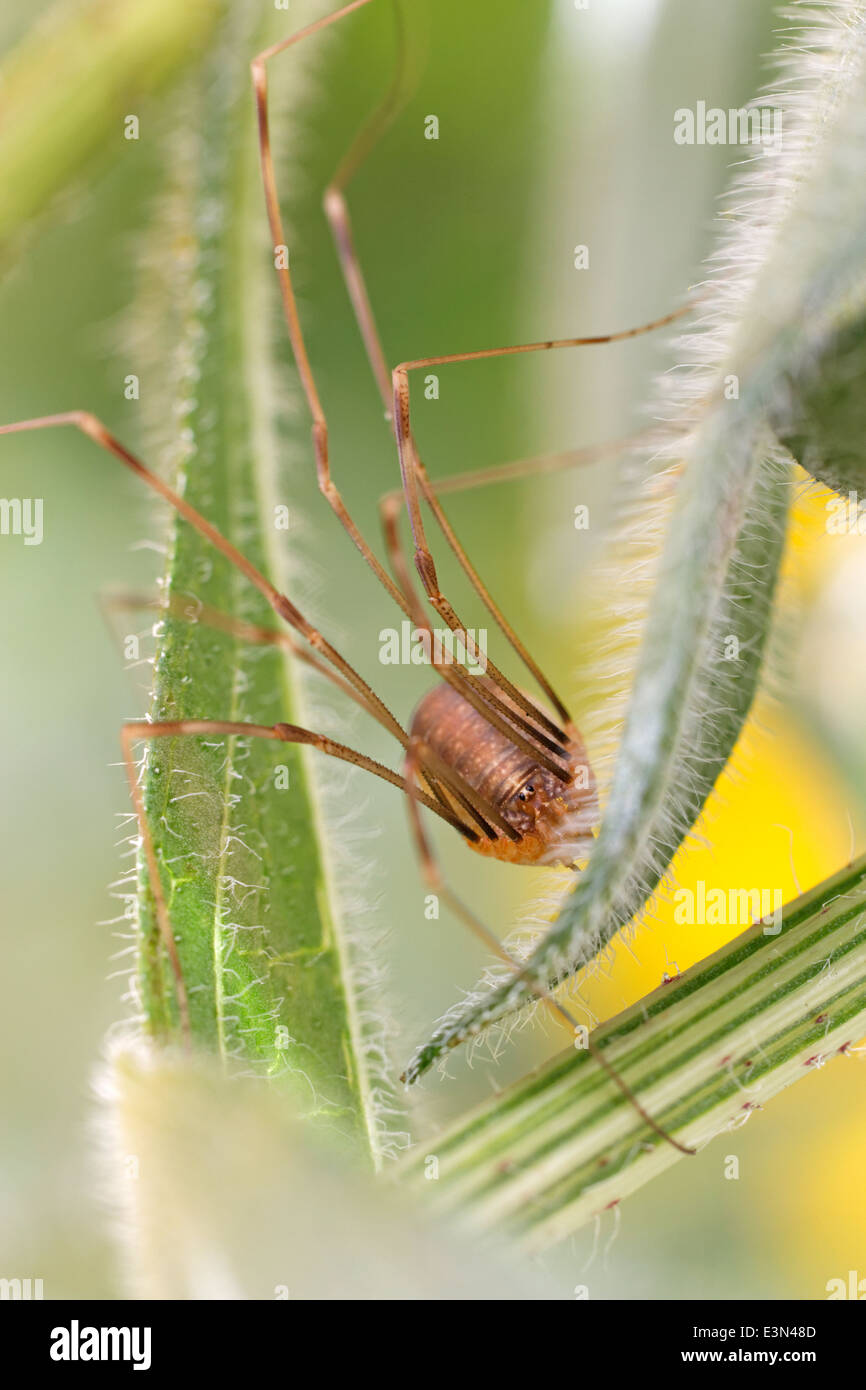 Harvestman spider (Opilione) sulle foglie di una pianta di Rudbeckia, REGNO UNITO Foto Stock