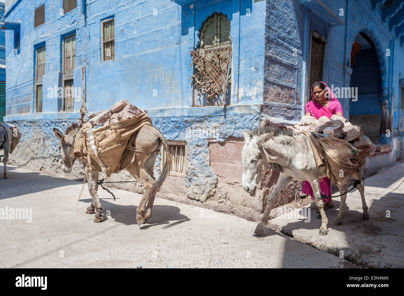 Donna vestita con il sari il trasporto di rocce sul dorso di asini, Jodhpur, India. Foto Stock