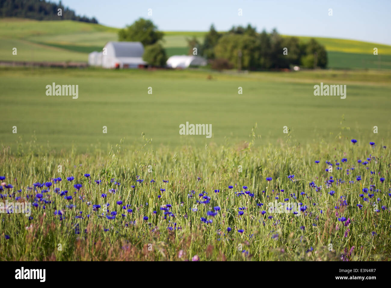 Bellissimo paese di scena di America's Heartland, la regione agricola della Palouse nello Stato di Washington e Idaho. Foto Stock