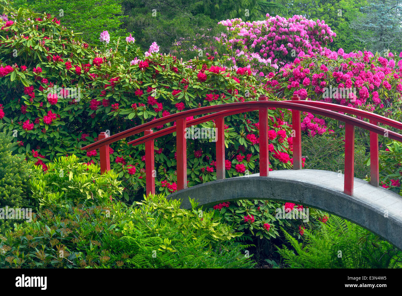 Seattle, WA Kubota garden city park, luna Bridge circondato dalla fioritura di rododendri, archi su stagno su Mapes creek Foto Stock