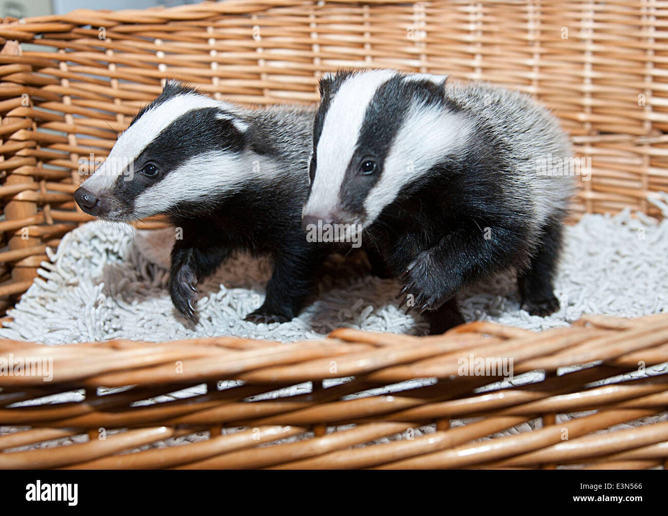 Tre Badger cubs Scampy, agitano: Dopy e trovato in una siepe quando erano appena quattro settimane di età che soffrono per la mancanza di cibo Foto Stock