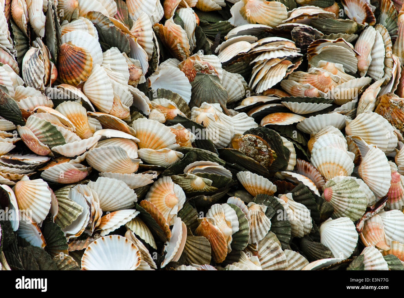 Conchiglie di mare sulla spiaggia, il Port en bessin, Normandia, Francia Foto Stock