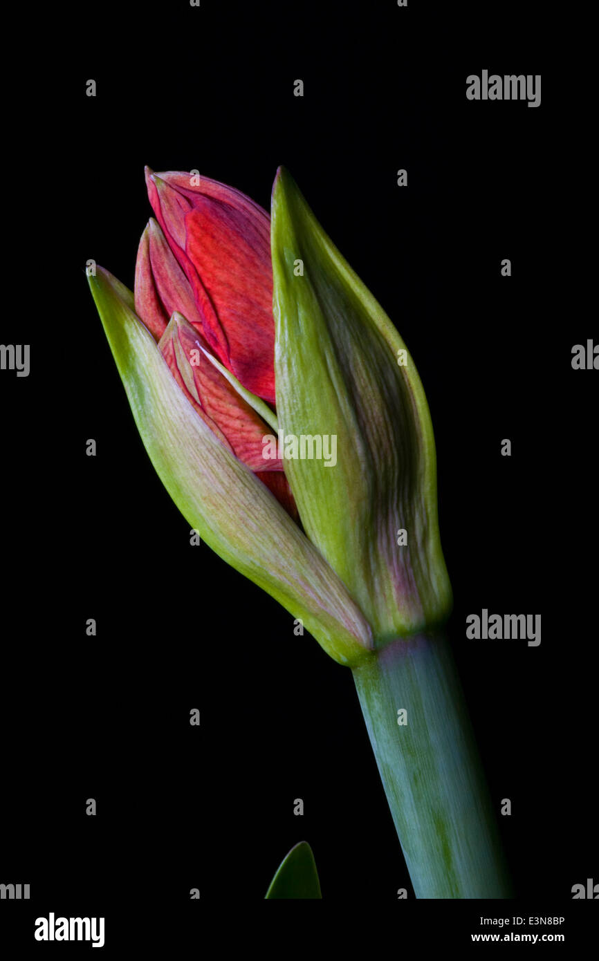 AMARYLLIS fiori in bud forma (Amaryllis Belladona) Foto Stock