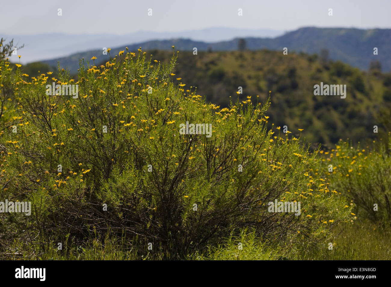 Fioritura di fiori di campo in un ranch nella gamma costiera della California centrale Foto Stock