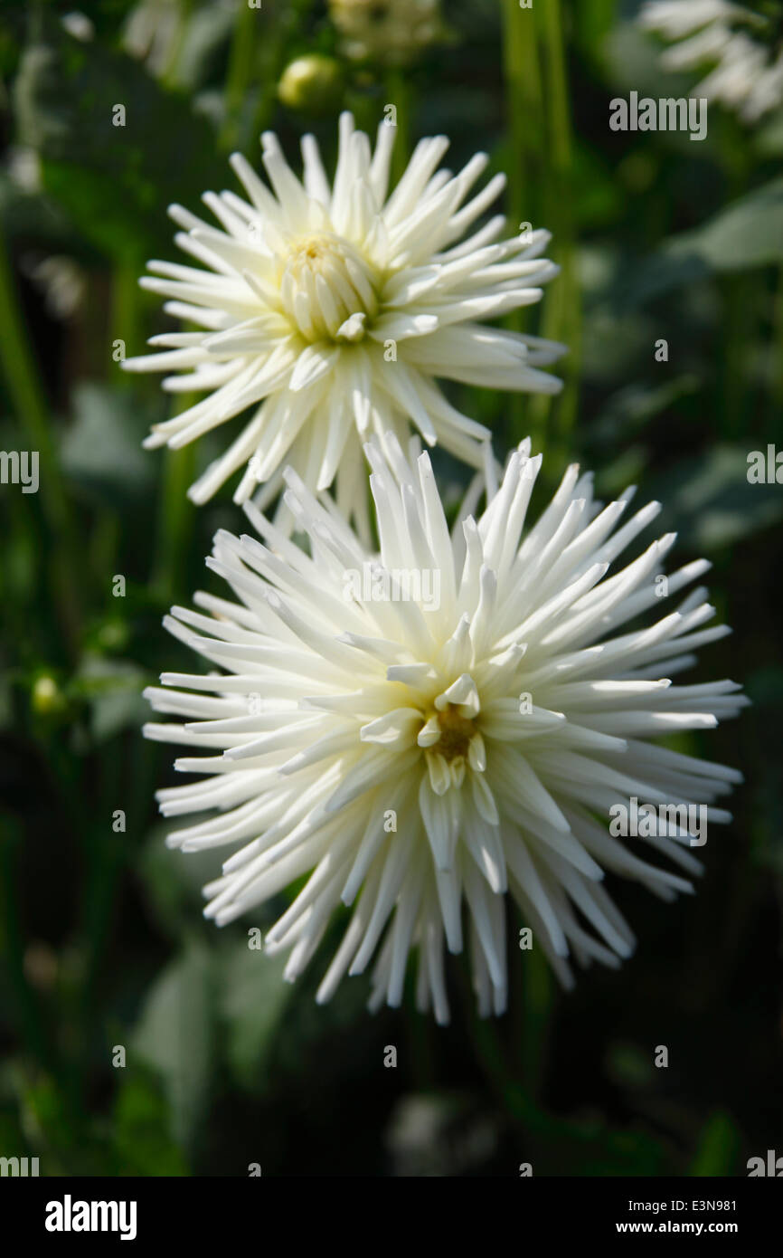 Dahlia 'Aitara carezza' miniaturizzato cactus close up di fiore Foto Stock