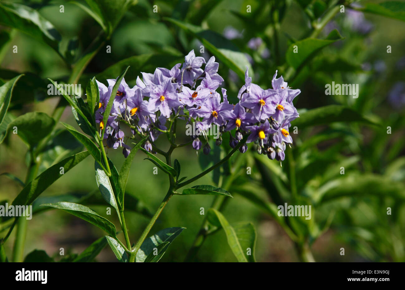 Solanum crispum 'Glasnevin' vicino di fiori Foto Stock