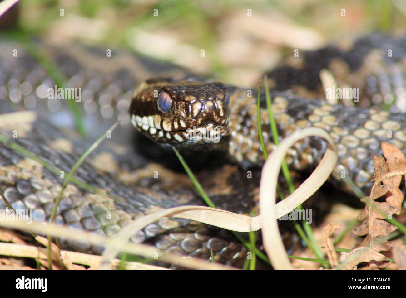 Sommatore maschio (Vipera berus) sull'EST Mori nel Parco Nazionale di Peak District, DERBYSHIRE REGNO UNITO - molla Foto Stock