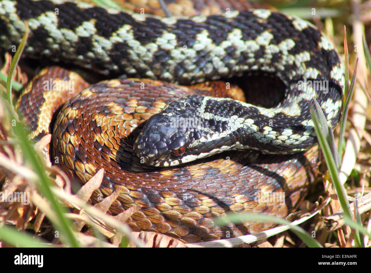 Un maschio di sommatore (in colore blu fase) e femmina display sommatore il comportamento di corteggiamento, Peak District Derbyshire England Regno Unito - molla Foto Stock
