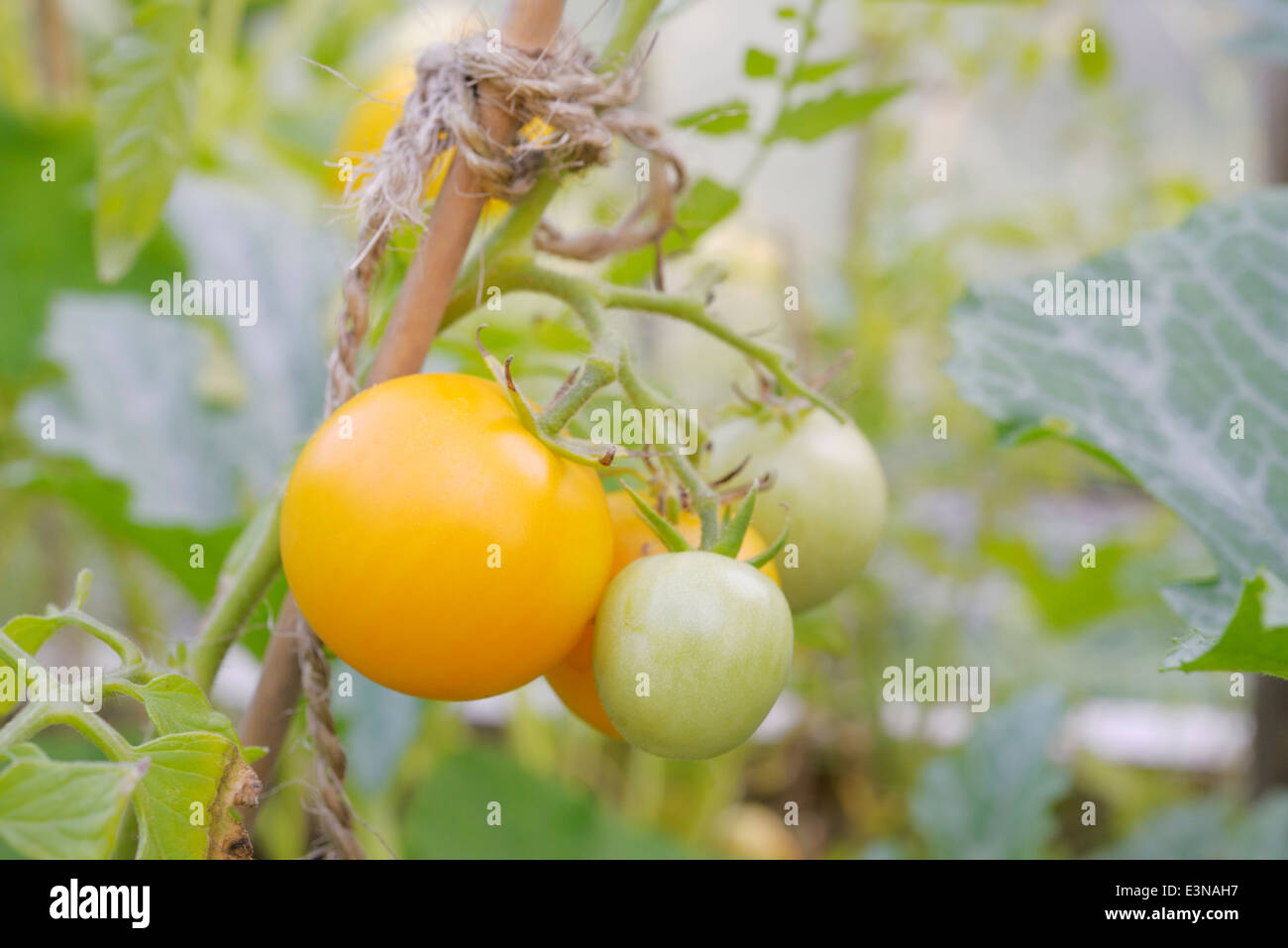 Solanum lycopersicum, pomodori ciliegini gialli 'Galina' che crescono in un poligunnel, Galles, Regno Unito. Foto Stock