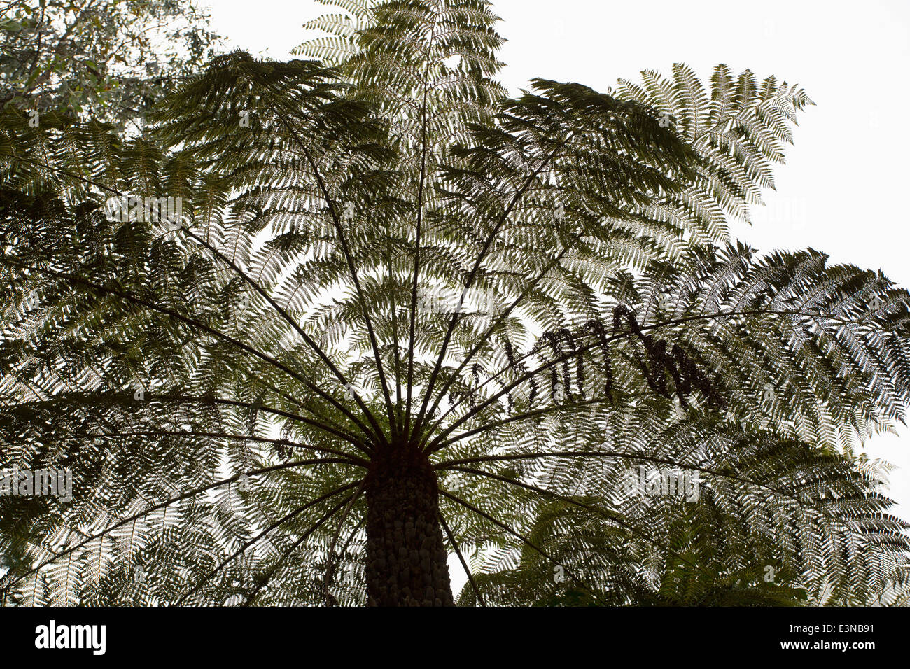Basso angolo di visione Palm tree contro il cielo chiaro Foto Stock