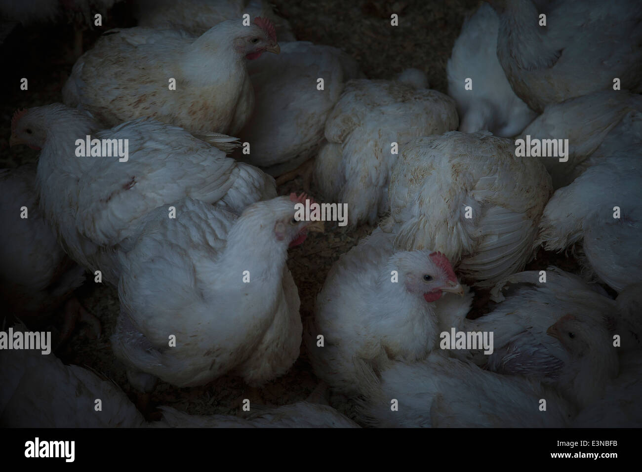Gruppo di polli domestici Foto Stock