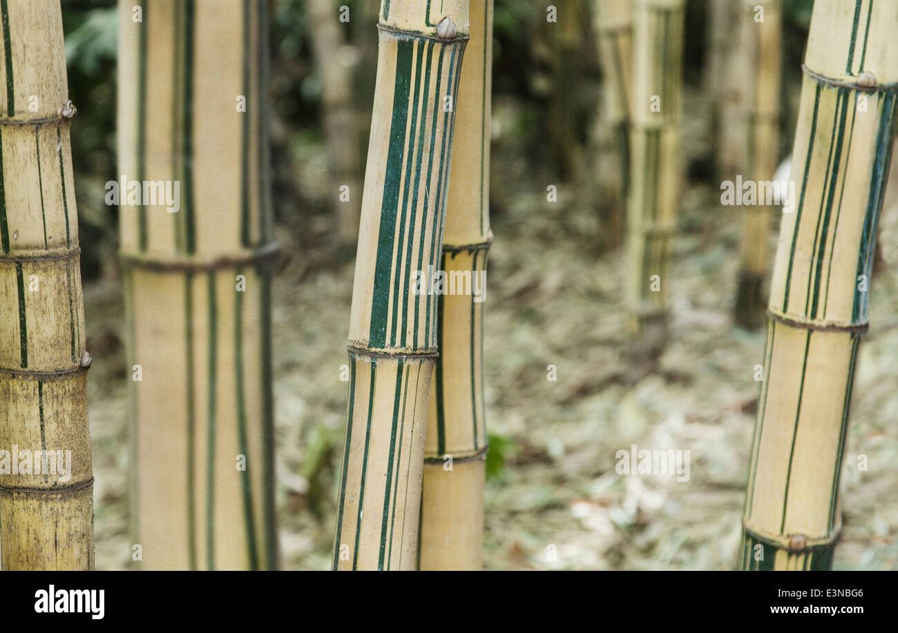 Close-up di alberi di bambù Foto Stock