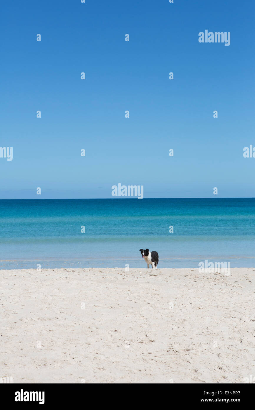 Cane sulla spiaggia contro il cielo chiaro Foto Stock