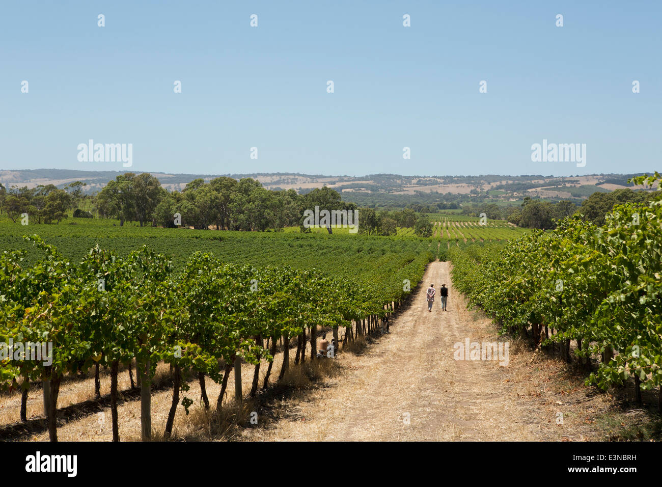 La gente camminare sulla strada sterrata a vigneto Foto Stock