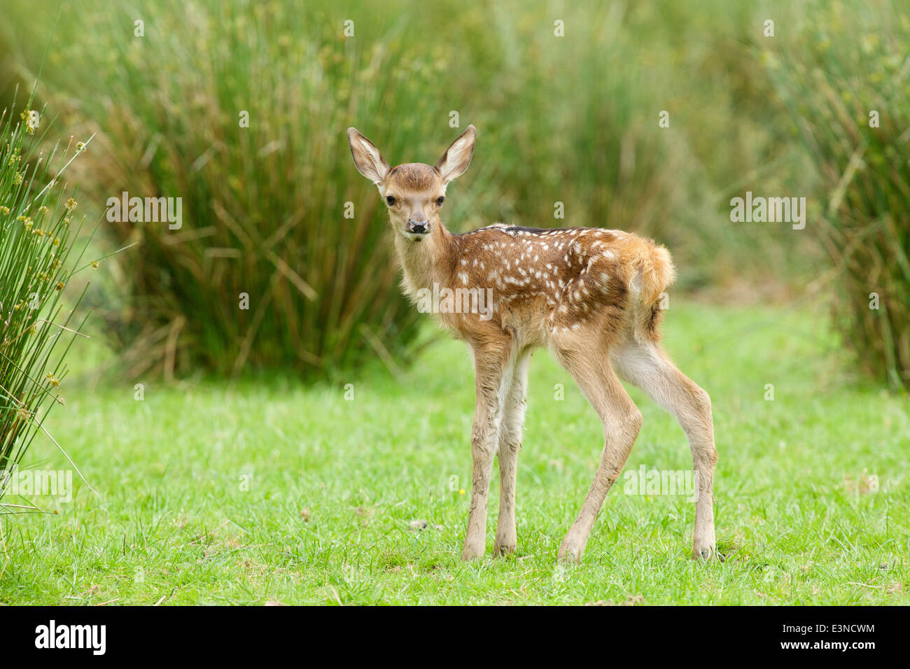 Red Deer Fawn a Jedforest #9794 Foto Stock
