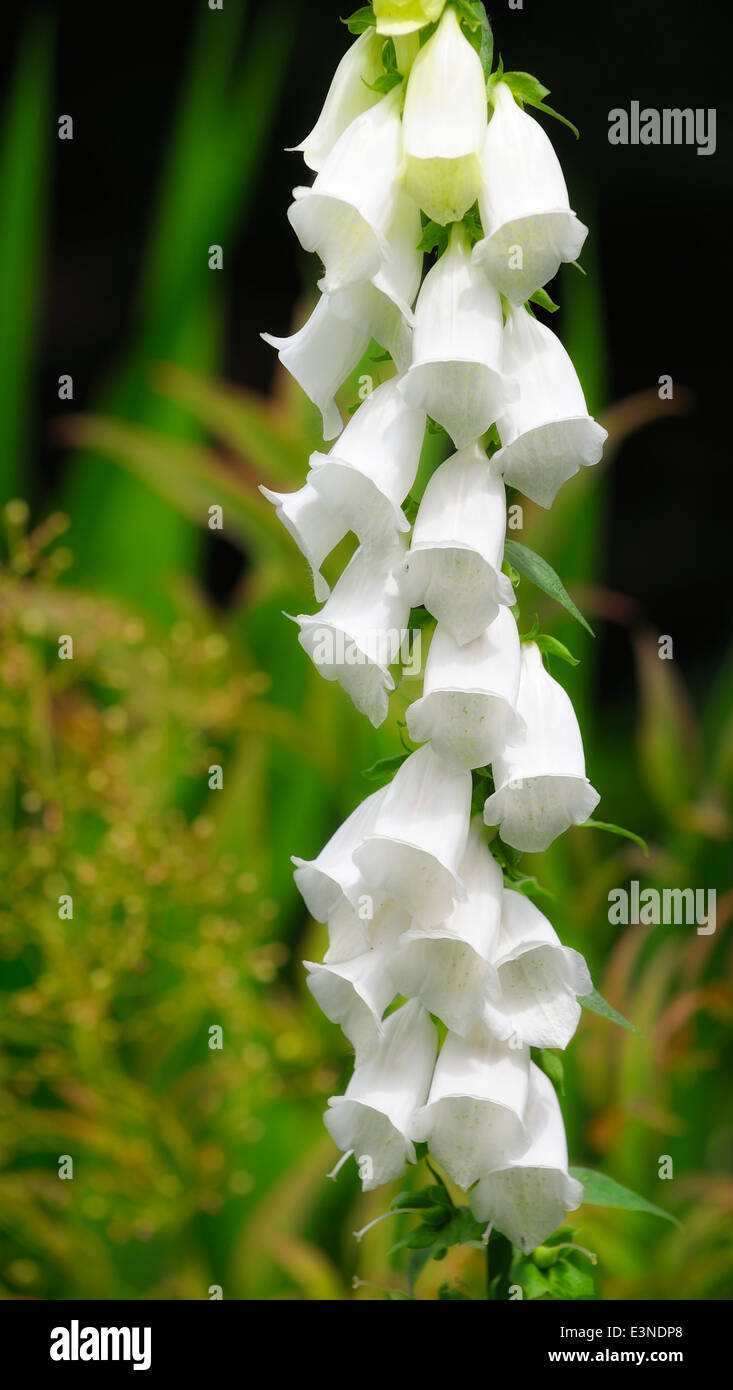 Unico stelo del bianco fiore foxglove Digitalis purpurea f Alba Foto Stock