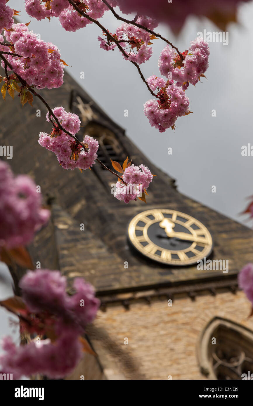 La fioritura dei ciliegi insieme contro una chiesa guglia in un villaggio inglese Foto Stock