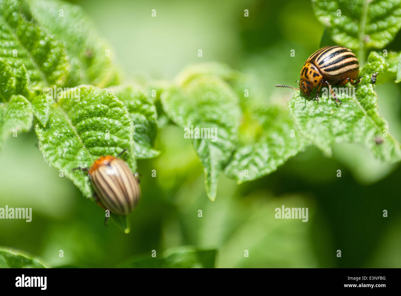 Colorado beetle su potato leaf Foto Stock