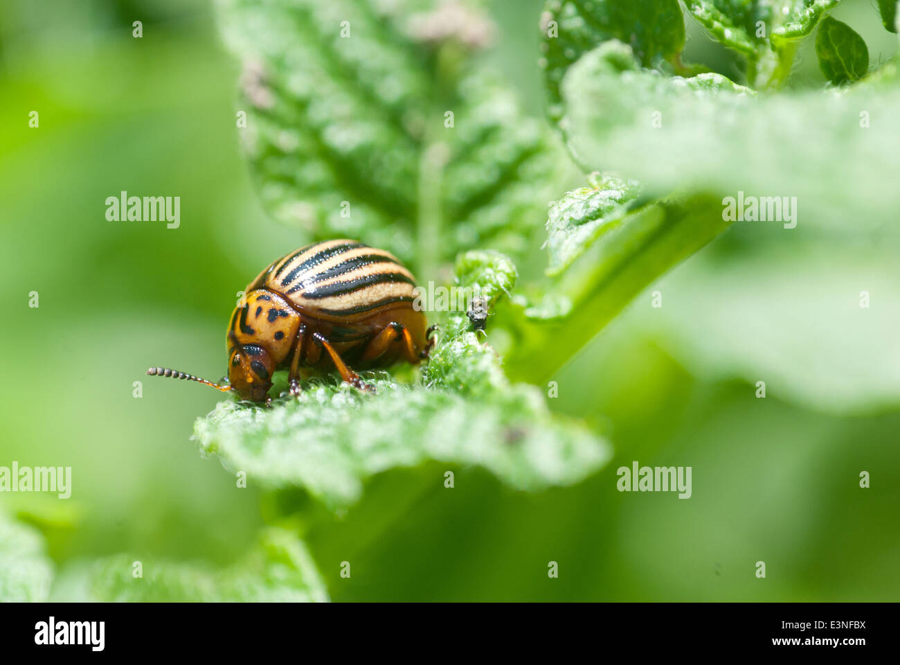 Colorado beetle su potato leaf Foto Stock