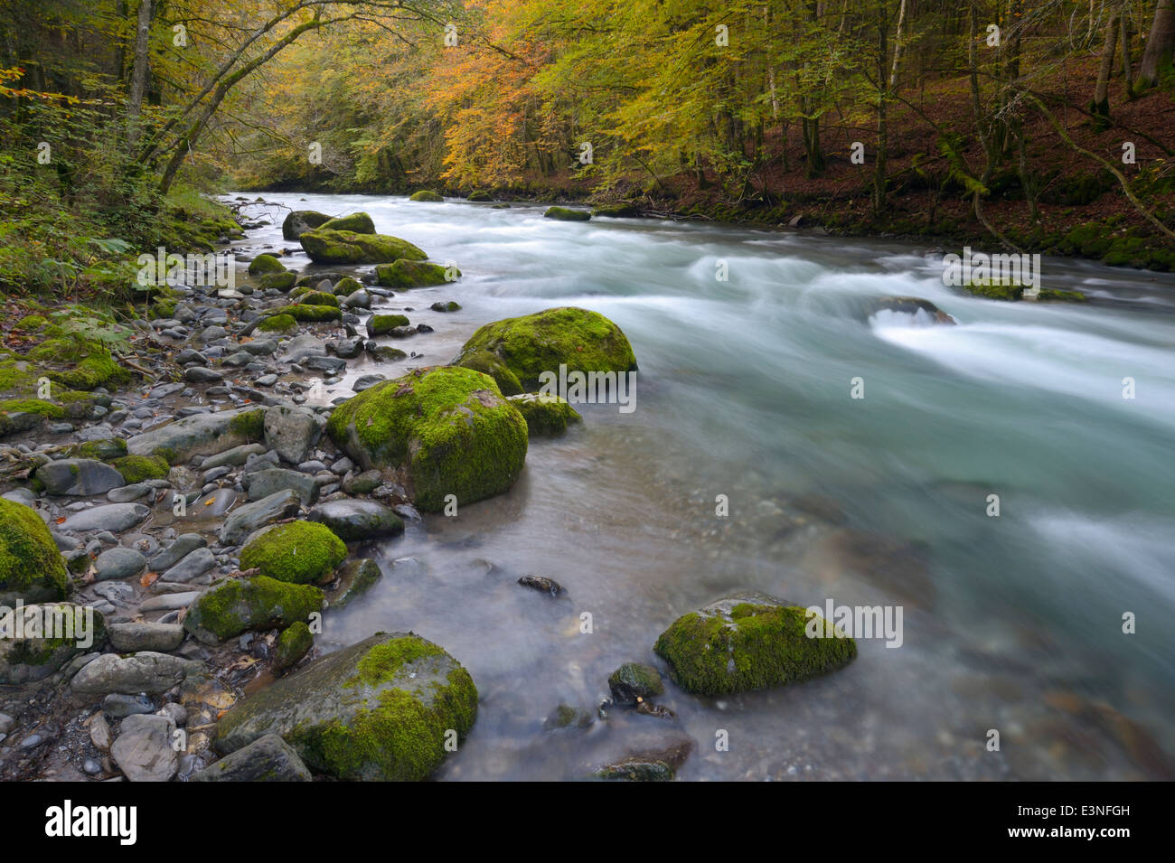 Bosco con ruscello di montagna e colori autunnali. Foto Stock