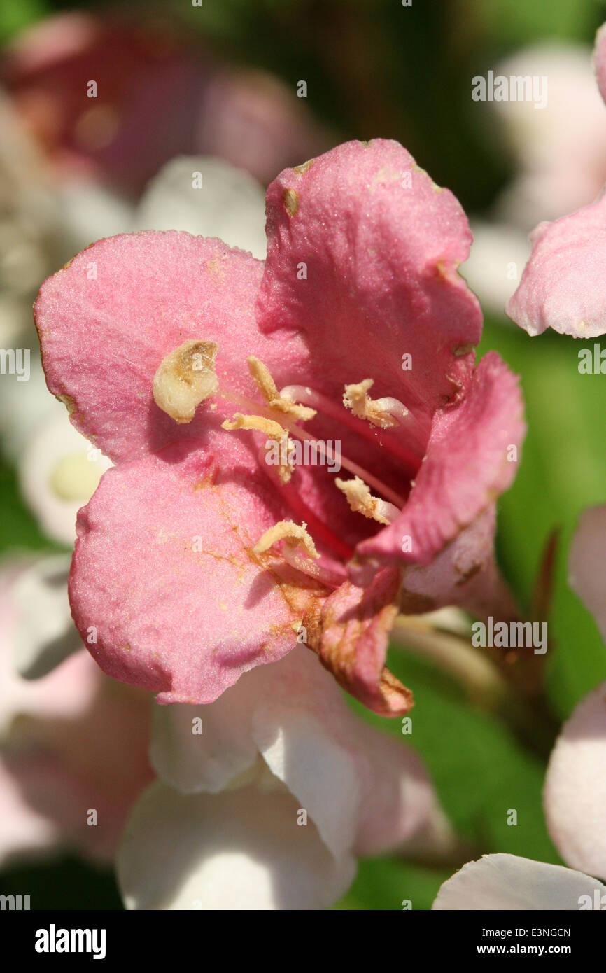 Blüte Rosa Makro Foto Stock