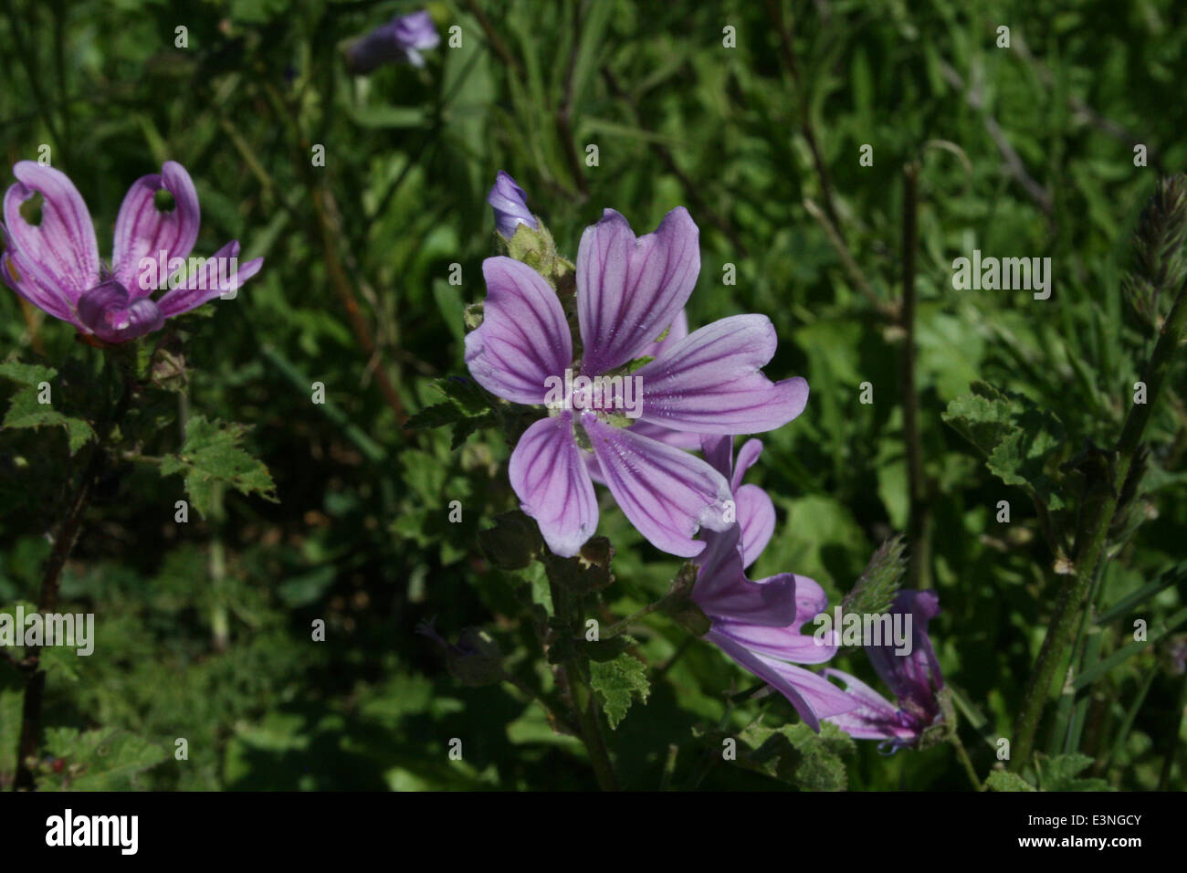 Blüte violett Foto Stock