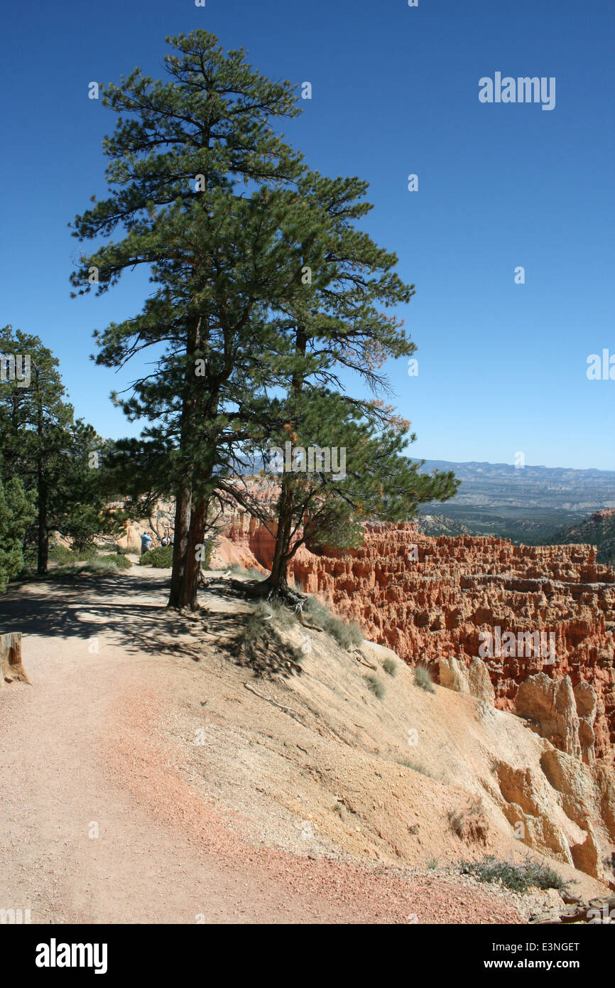 Baum am Bryce Canyon Foto Stock