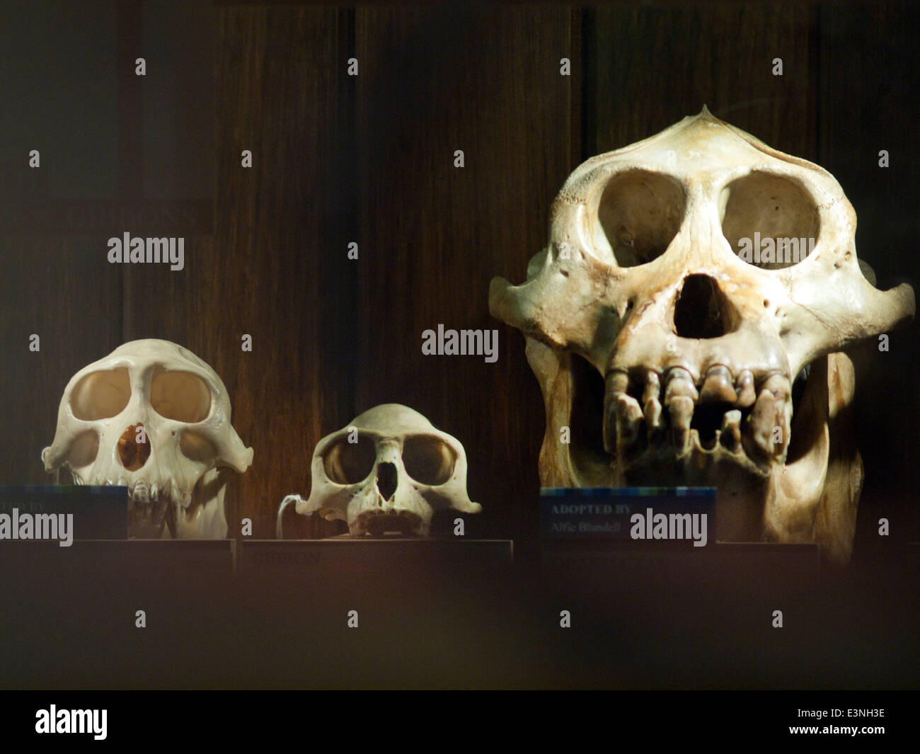 Un display nel concedere il Museo di Zoologia e di Anatomia Comparata a Londra Foto Stock