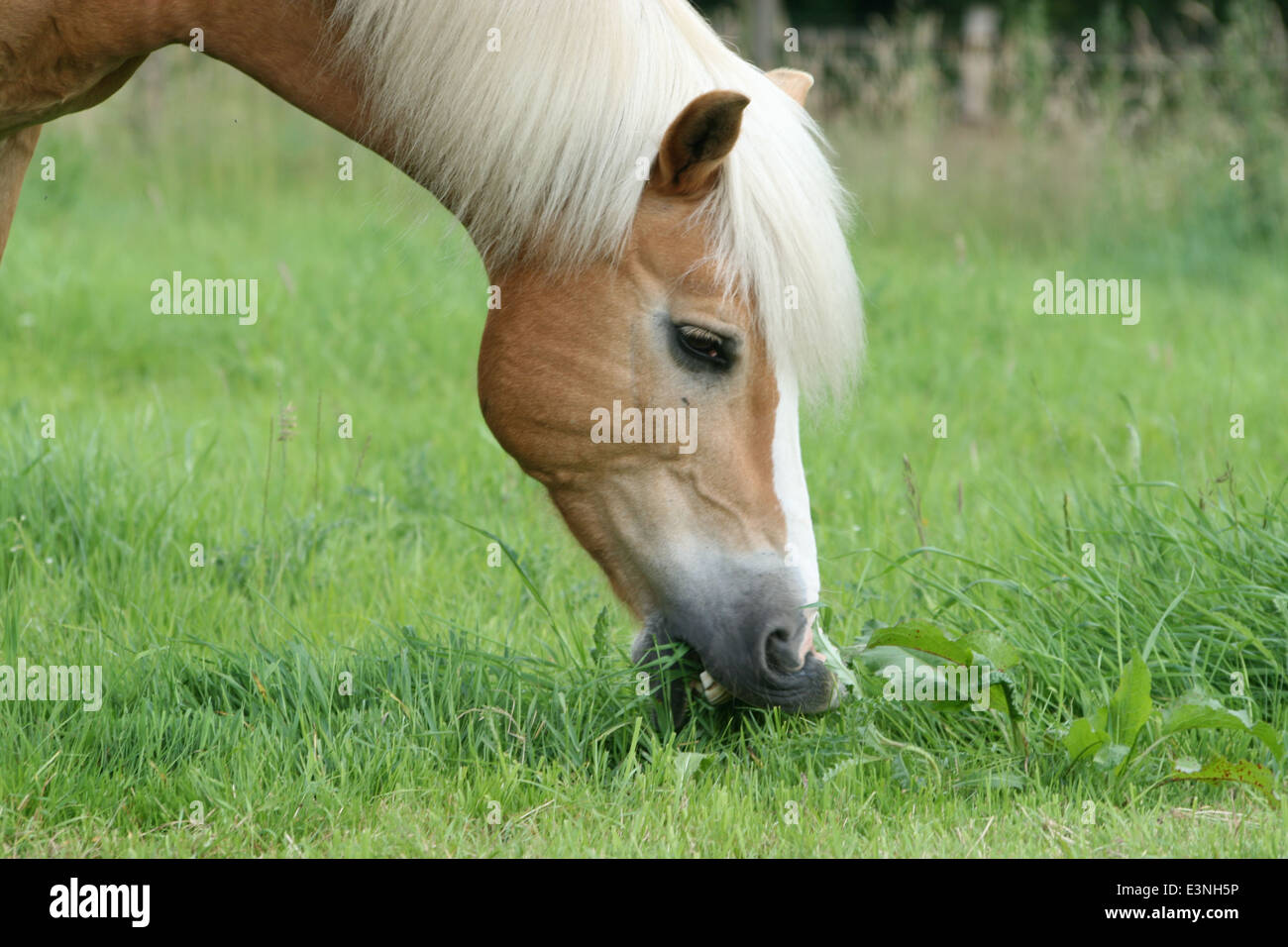 Pferd beim fressen Foto Stock