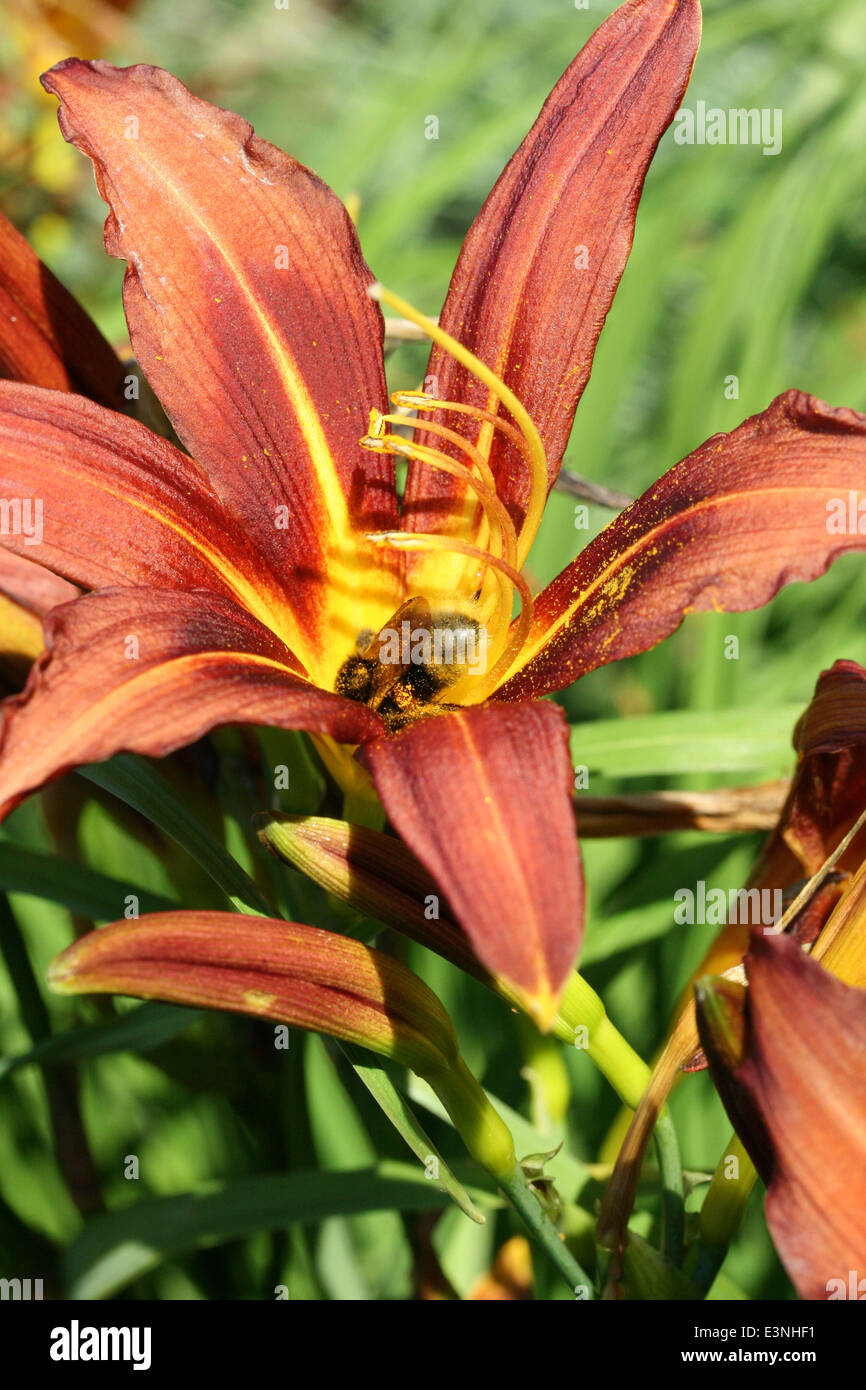 Biene in einer Blüte Foto Stock
