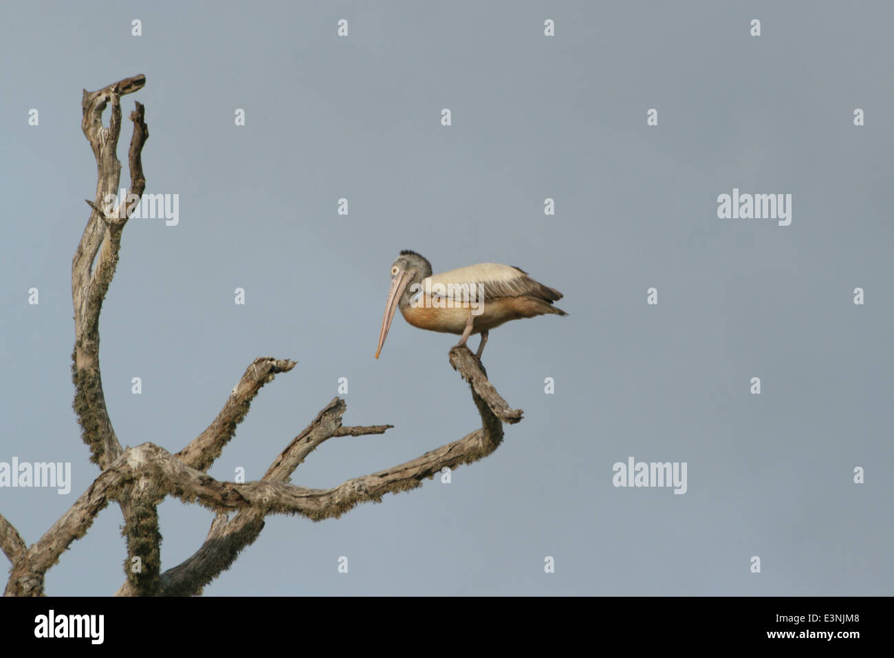 Pelikan auf dem Baum Foto Stock