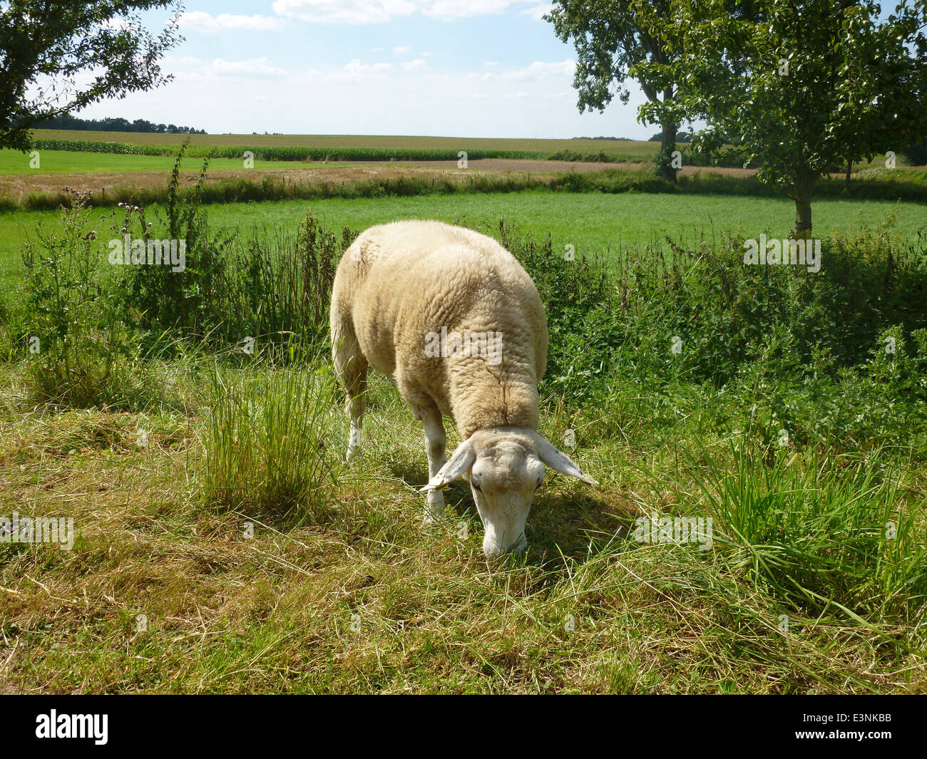 Schaf frisst Gras Foto Stock