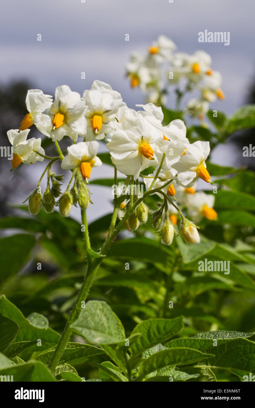 Il bianco dei fiori di una pianta di patata Foto Stock
