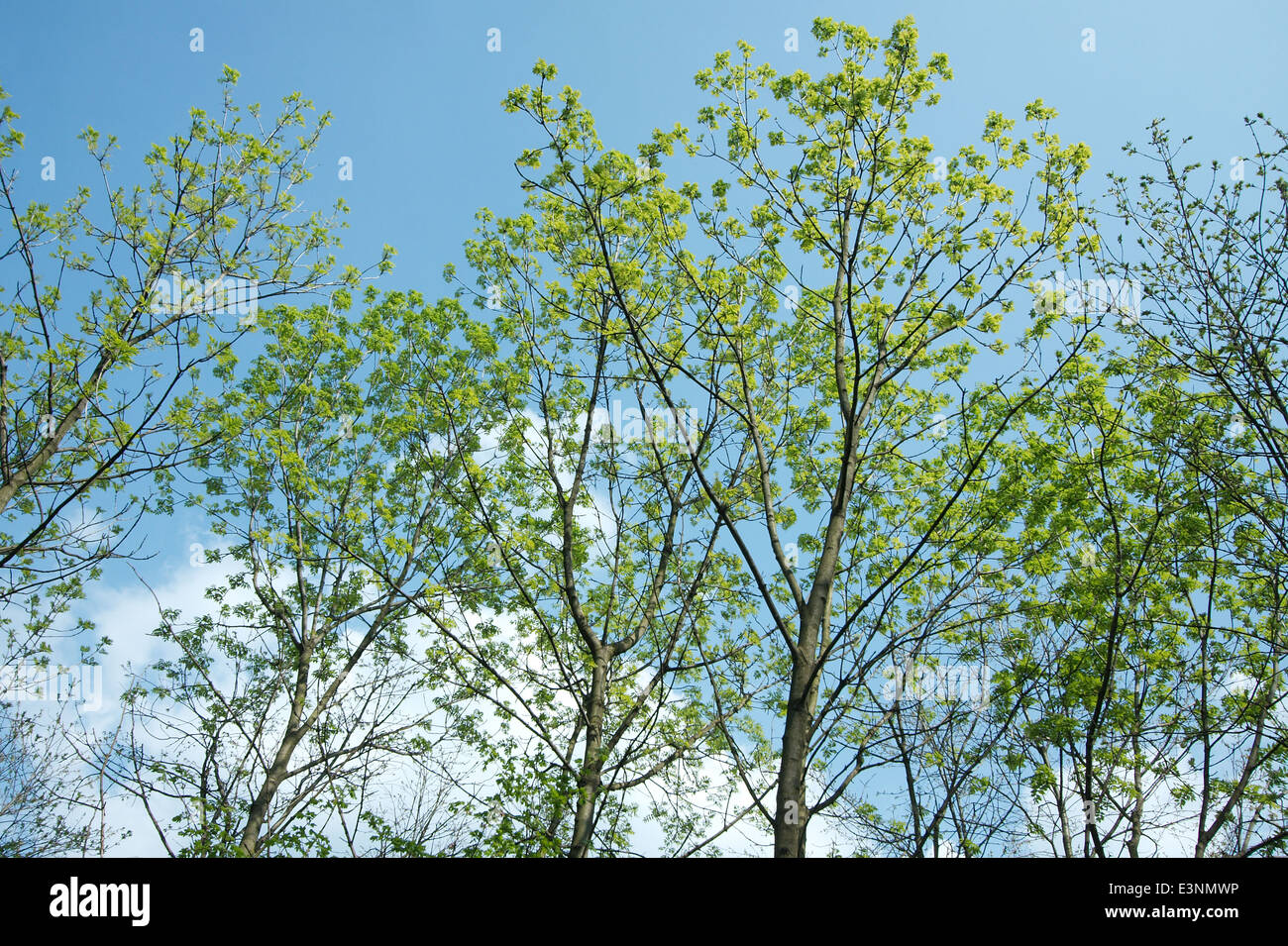 Alberi della sorgente Foto Stock