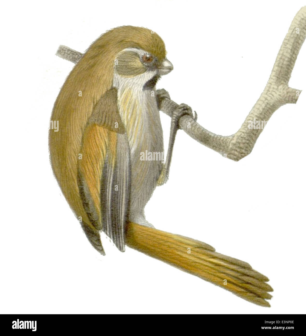 Il Paradoxornis verreauxi, noto anche come il pugnale di Verreaux, è una specie di uccelli che si trova in Cina e nel sud-est asiatico. È riconosciuto dalla sua vocazione distintiva e dal suo comportamento sociale. Foto Stock