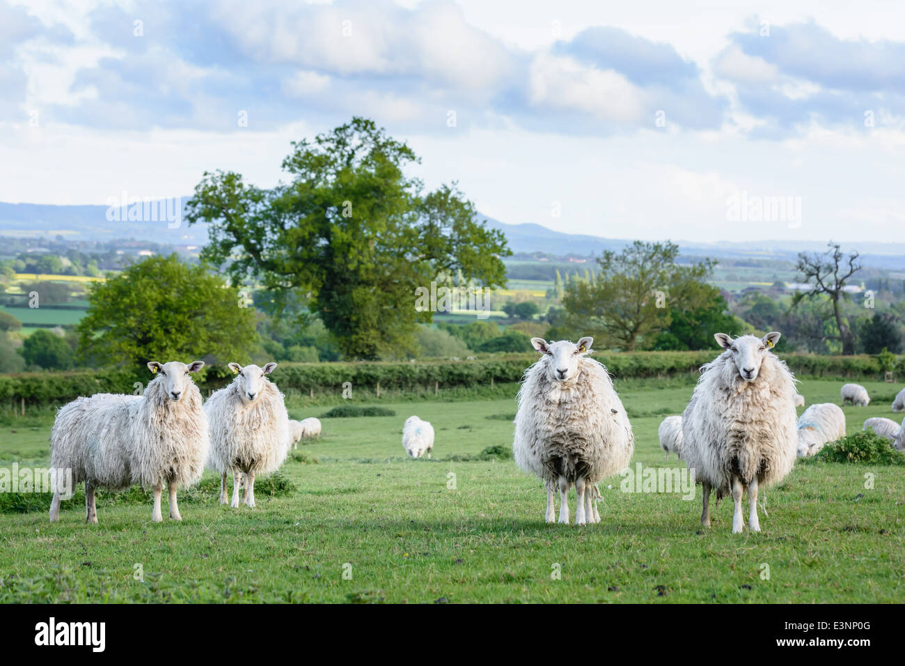 Pecore sul campo in background il Shropshire campagna e il Wrekin. In Inghilterra. Foto Stock