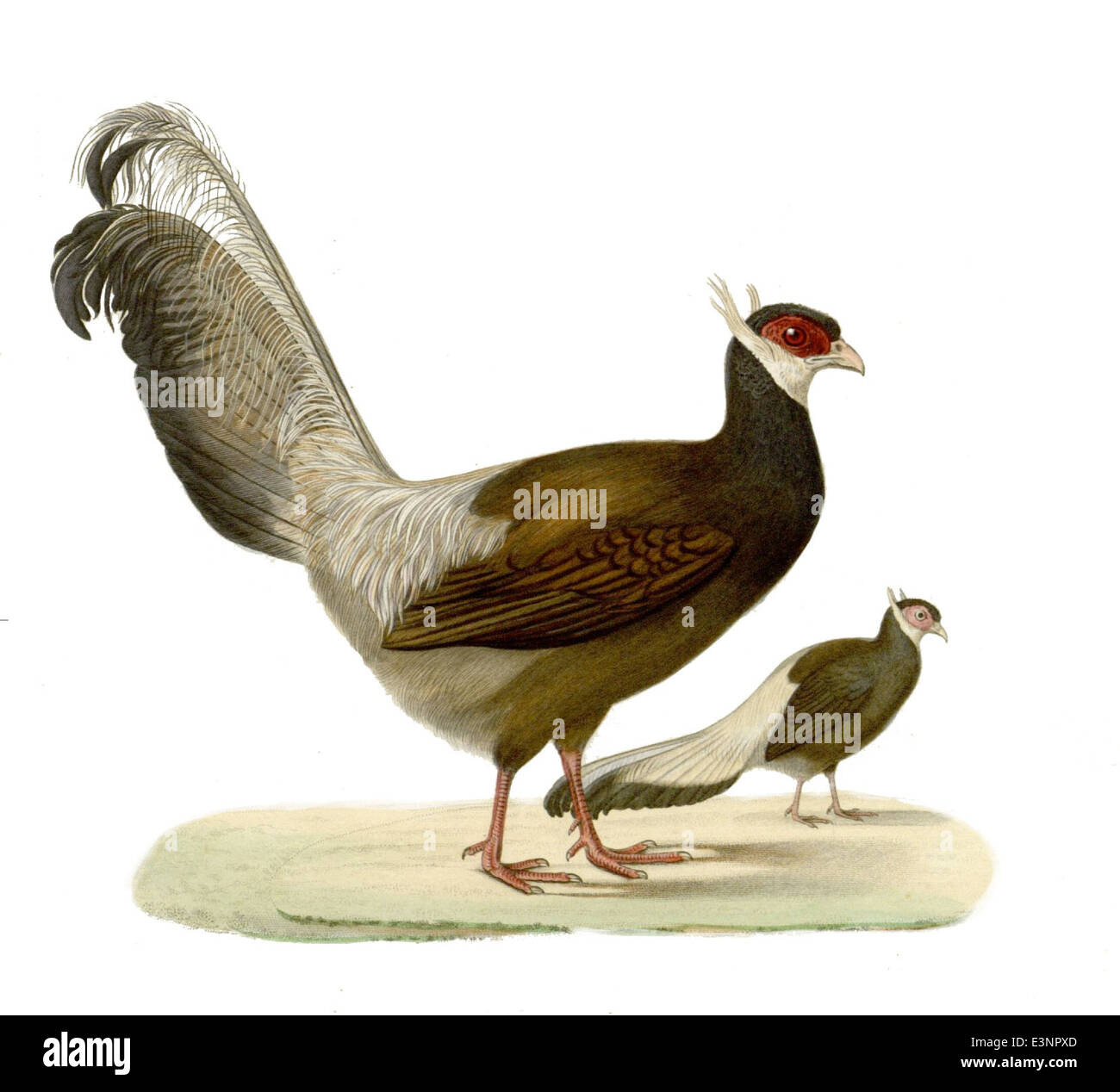 Il Crossoptilon auritum, noto come fagiano dalle orecchie blu, è un uccello originario della Cina. Si distingue per le sue vivaci macchie di orecchie blu e il sorprendente piumaggio, che la rendono una specie molto ricercata. Foto Stock