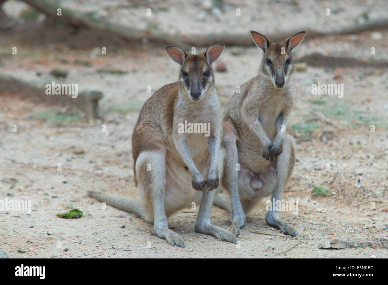 2 Wallaby / Wallaby / Wild / Zoo Wallaby Foto Stock