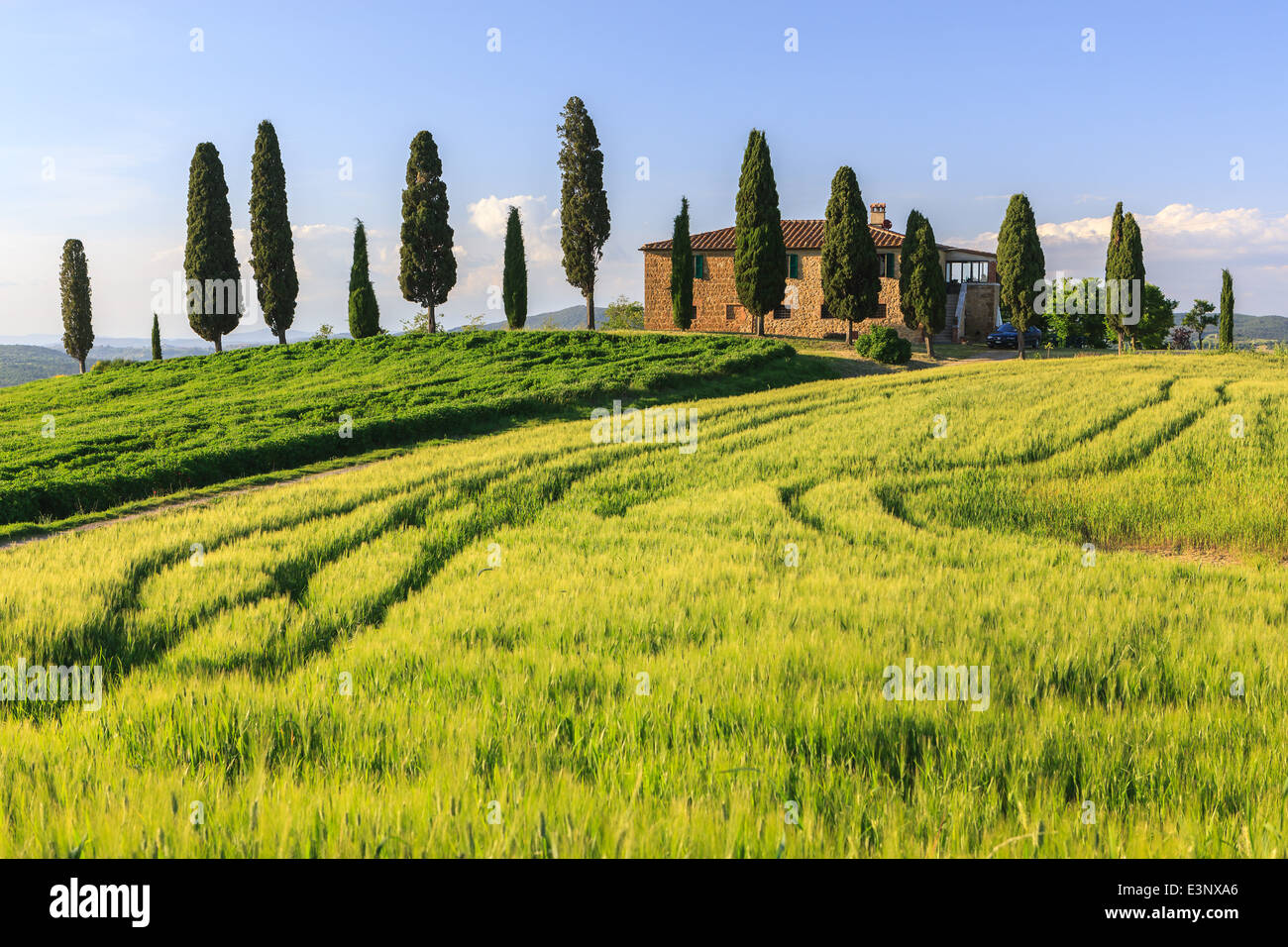 Podere I Cipressini con i famosi cipressi nel cuore della Toscana vicino a Pienza, Italia Foto Stock