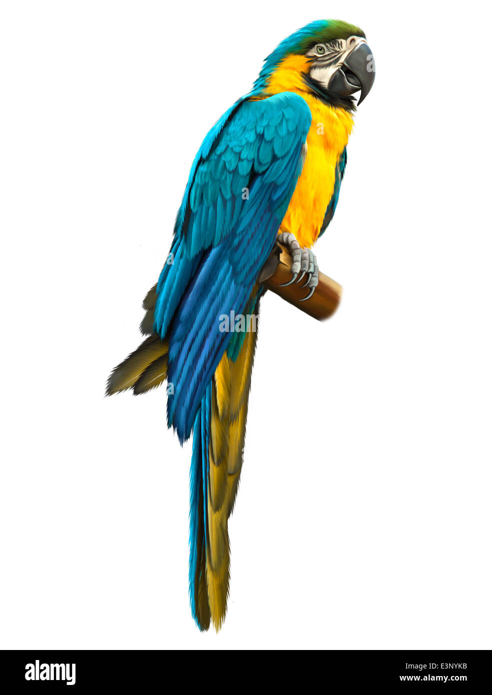 Colore blu macaw pappagallo Foto Stock