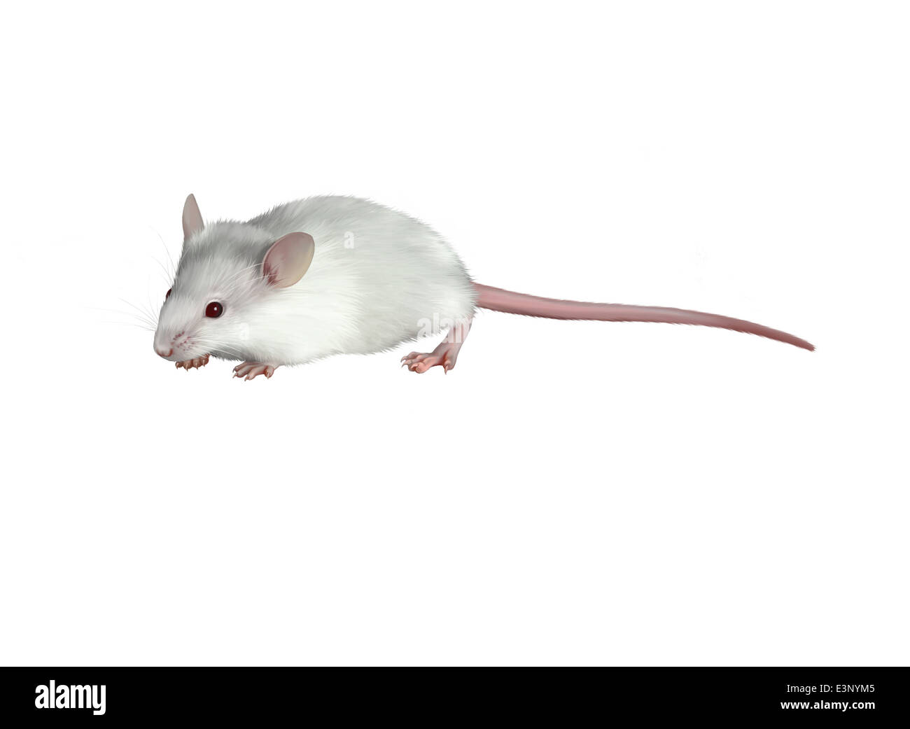 Bambini bianchi carino mouse su sfondo bianco Foto Stock