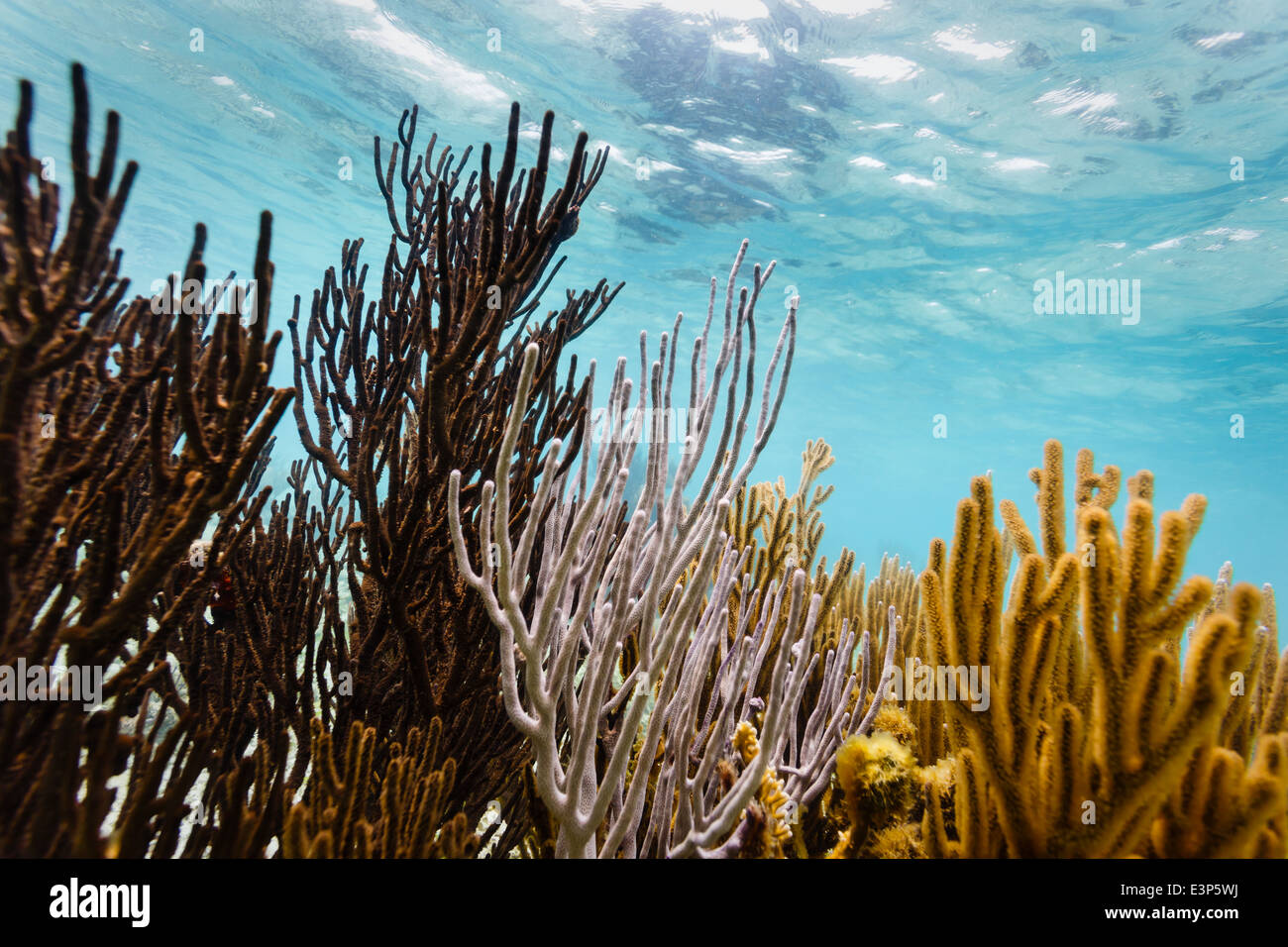 Close up vista subacquea del ramo di colorati coralli viventi sulla barriera corallina al largo della costa orientale del Belize Foto Stock