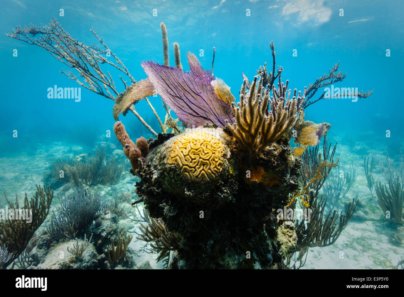 Colorata testa di corallo Foto Stock