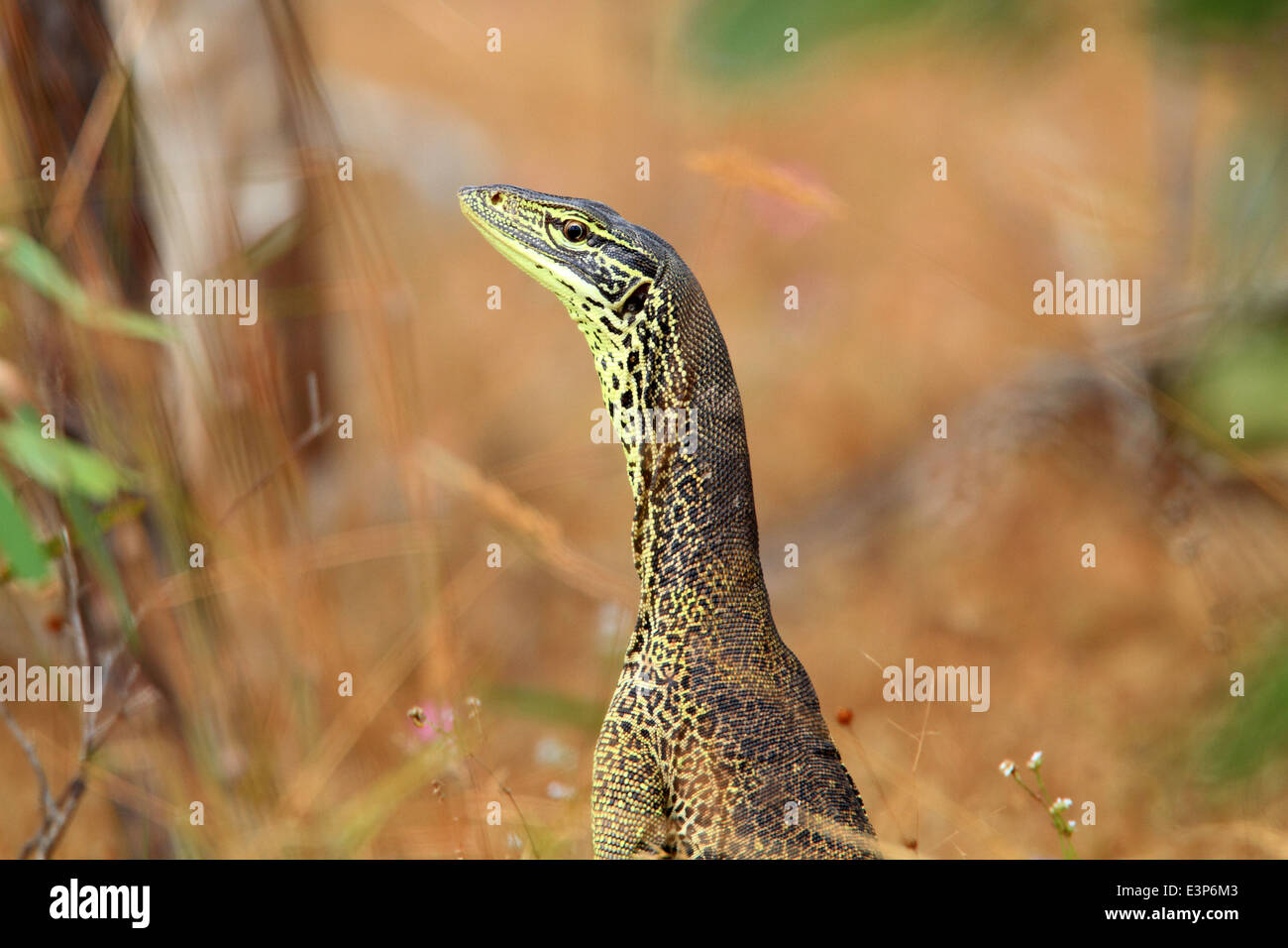 Monitor di sabbia,sabbia del deserto,goanna goanna sabbia (Vranus gouldii) in Lakefield N.P , Australia Foto Stock
