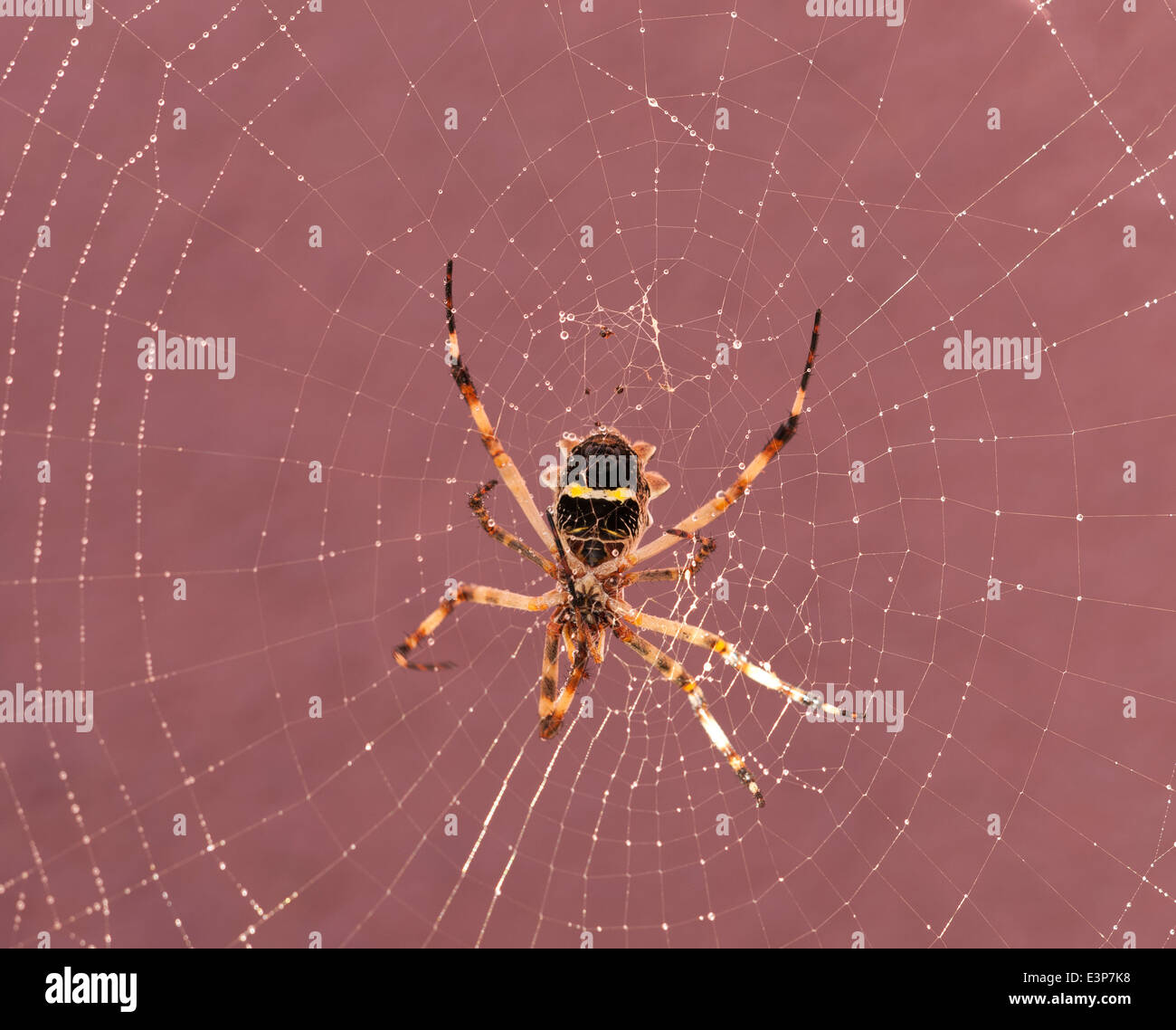 Spider poggiando sulla sua ragnatela dopo la pioggia Foto Stock
